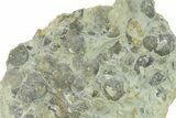 Fossil Brachiopod (Rafinesquina) and Bryozoan Plate - Indiana #285118-1